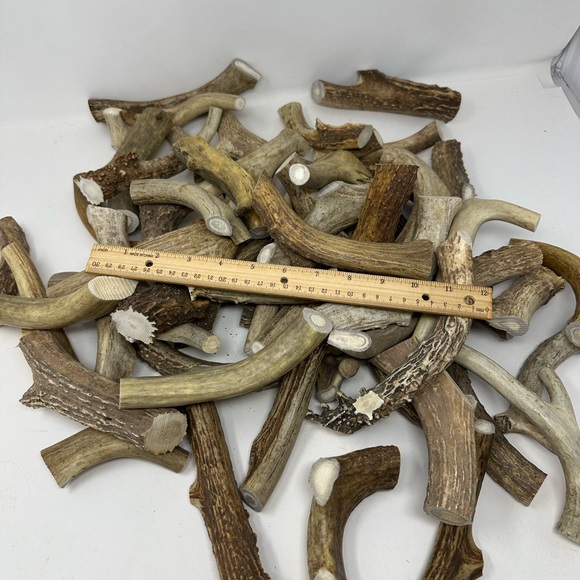 Lot Of 3 Real Large Whitetail Deer Antler Dog Chews For Large Dog - Picture 2 of 2